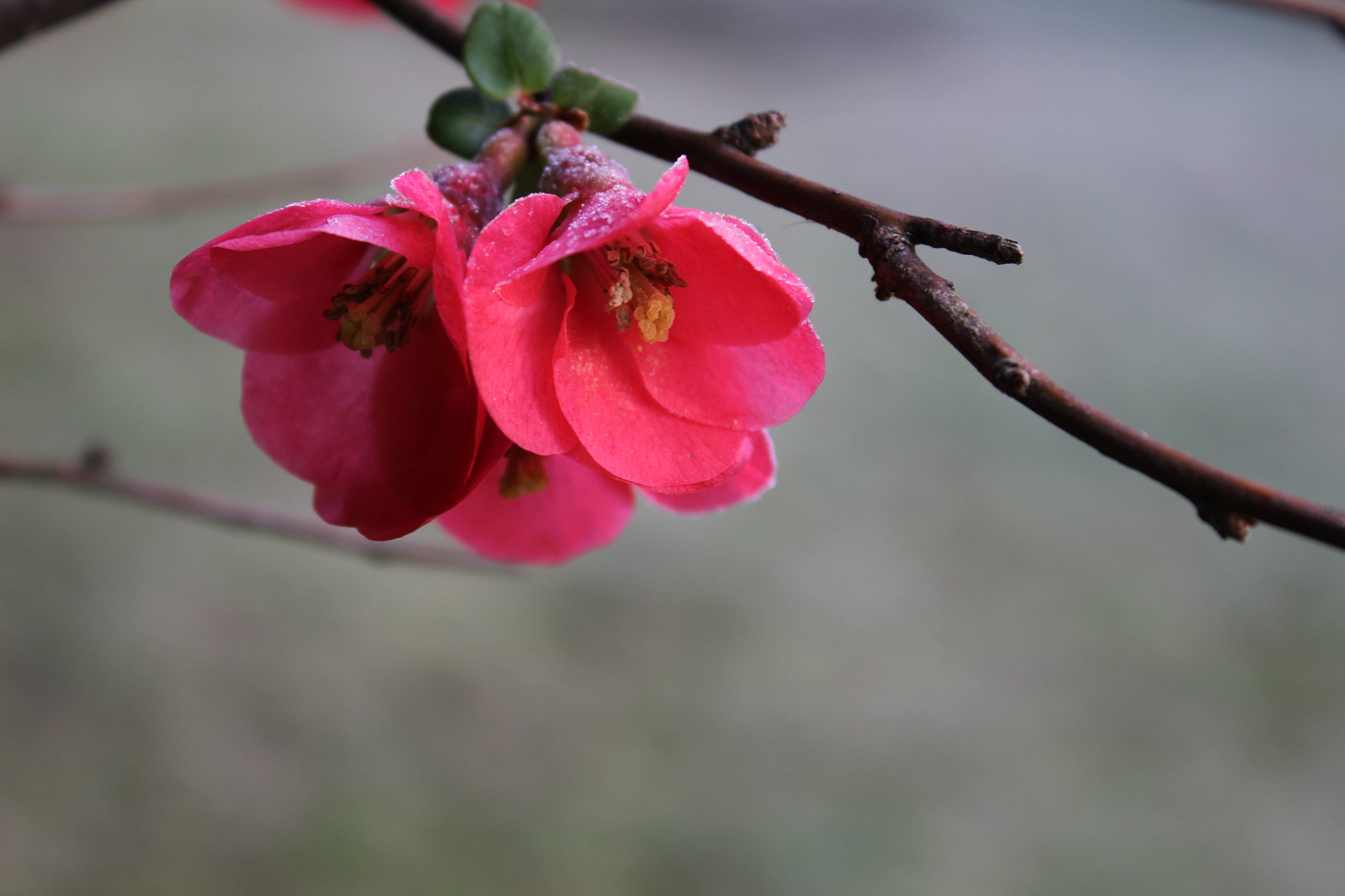 Canon EOS 100D (EOS Rebel SL1 / EOS Kiss X7) sample photo
