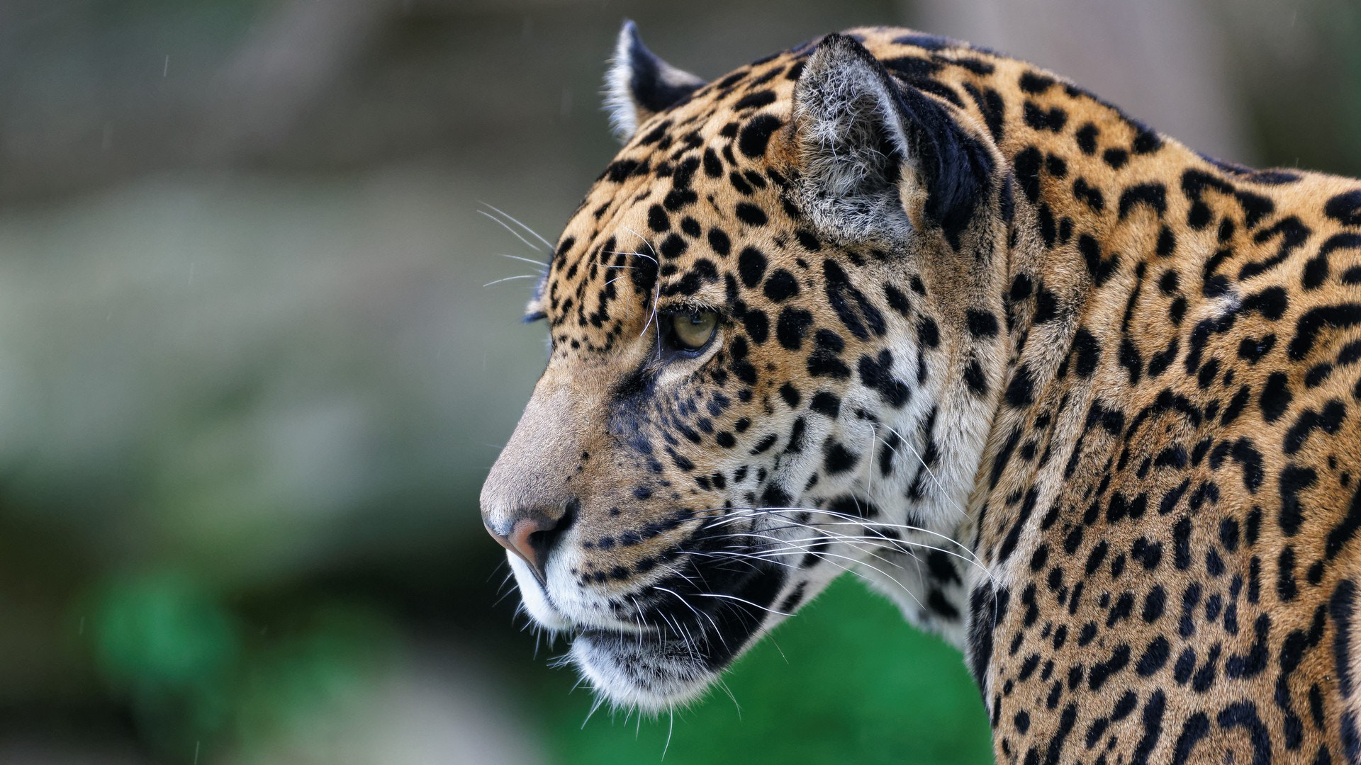 Sigma 70-200mm F2.8 EX DG Macro HSM II sample photo. Jaguar photography