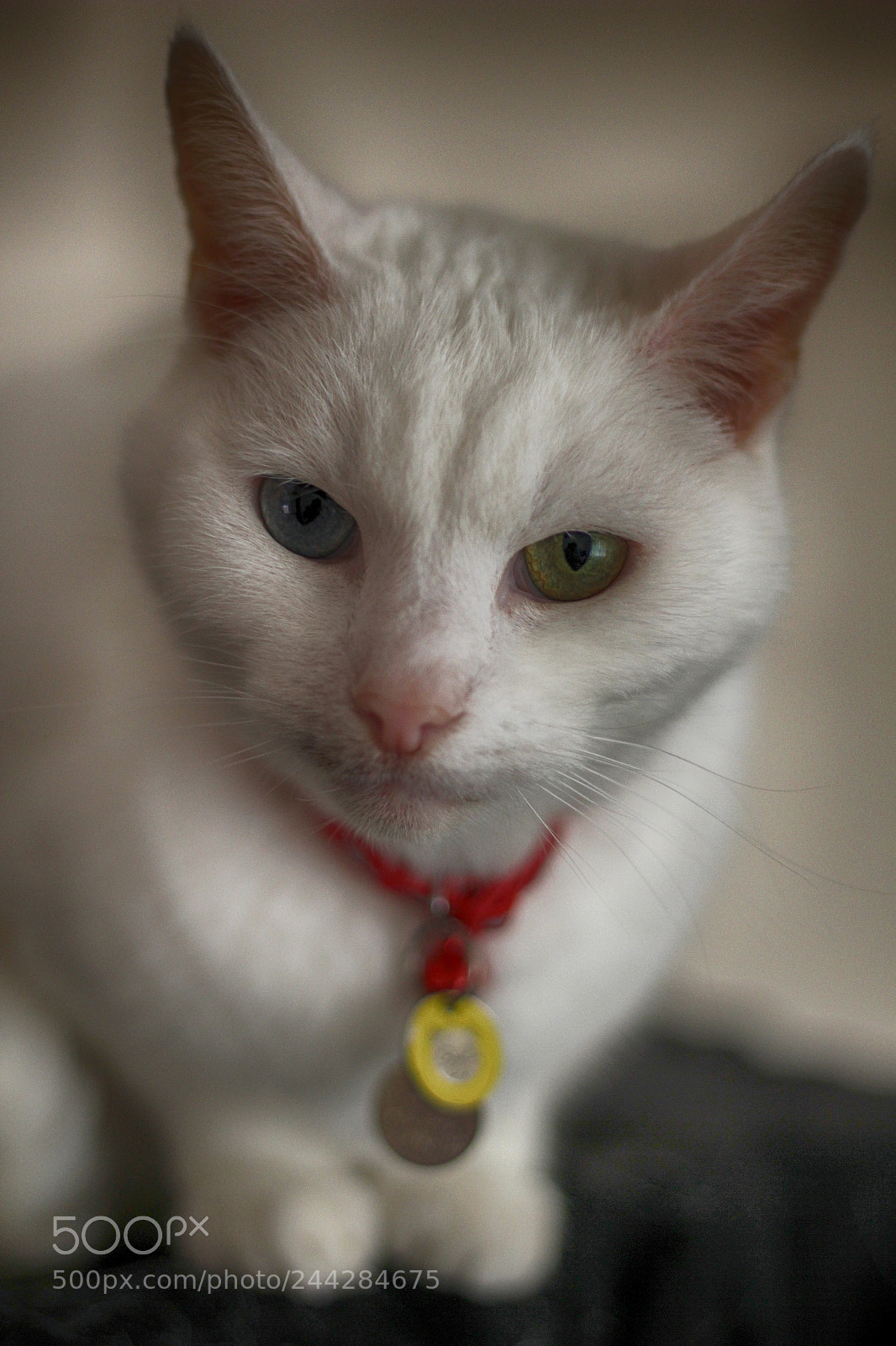 Canon EOS 550D (EOS Rebel T2i / EOS Kiss X4) sample photo. Ziggy photography