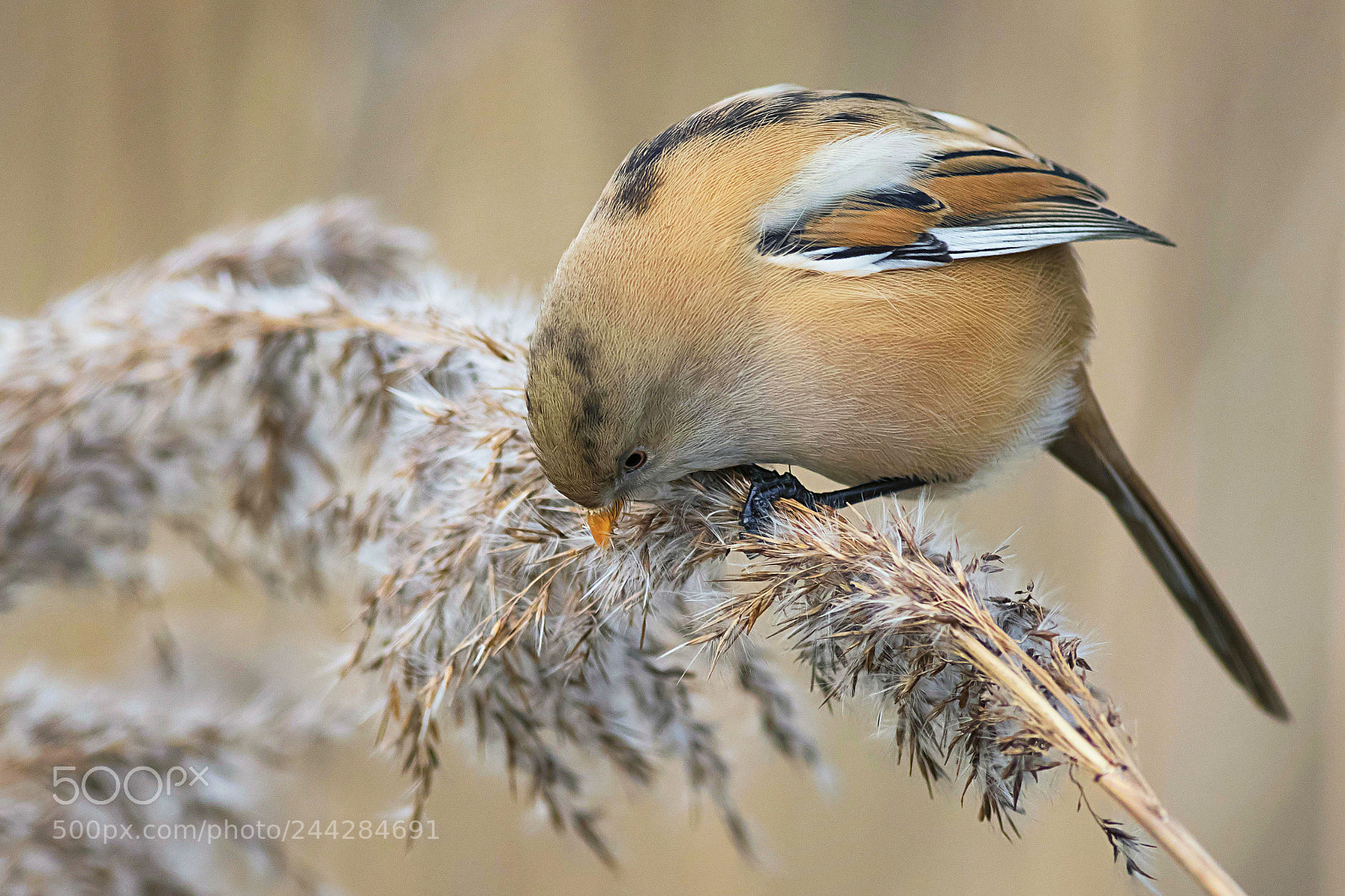 Canon EOS 7D Mark II sample photo. Bearded tit f looking photography