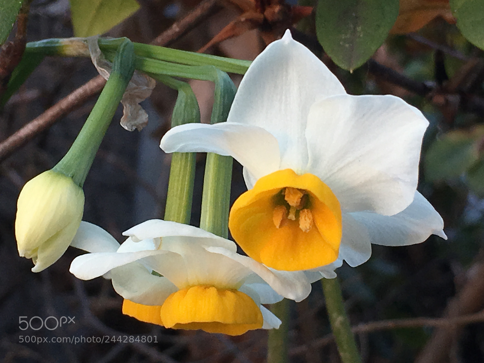 Apple iPhone 6s Plus sample photo. Winter2018 flowers photography
