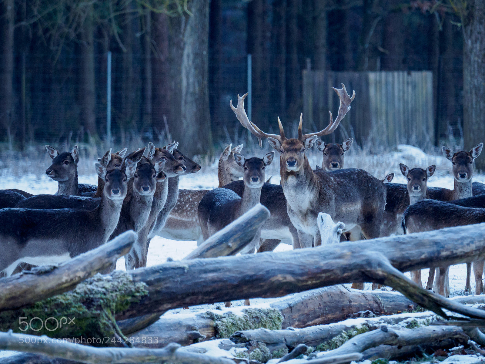 Olympus OM-D E-M10 II sample photo. Winter der rehe photography
