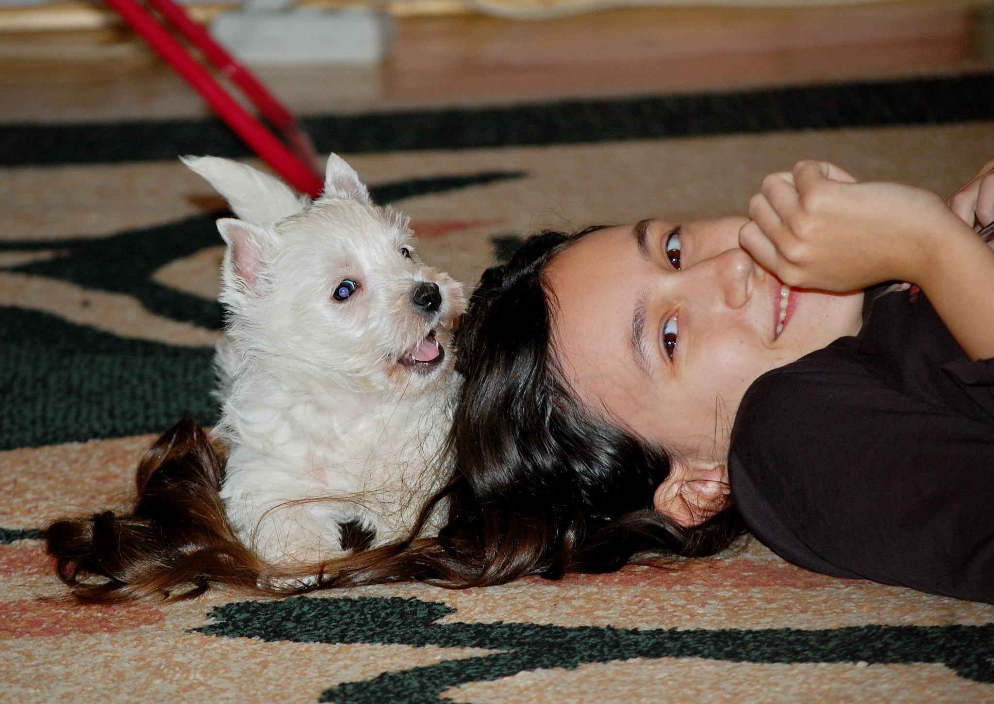 Nikon D40 sample photo. Elly with westie photography