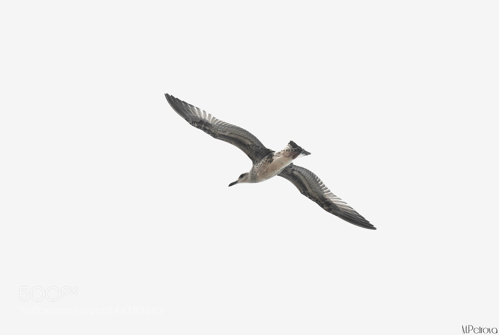 Nikon D3000 sample photo. Free bird photography