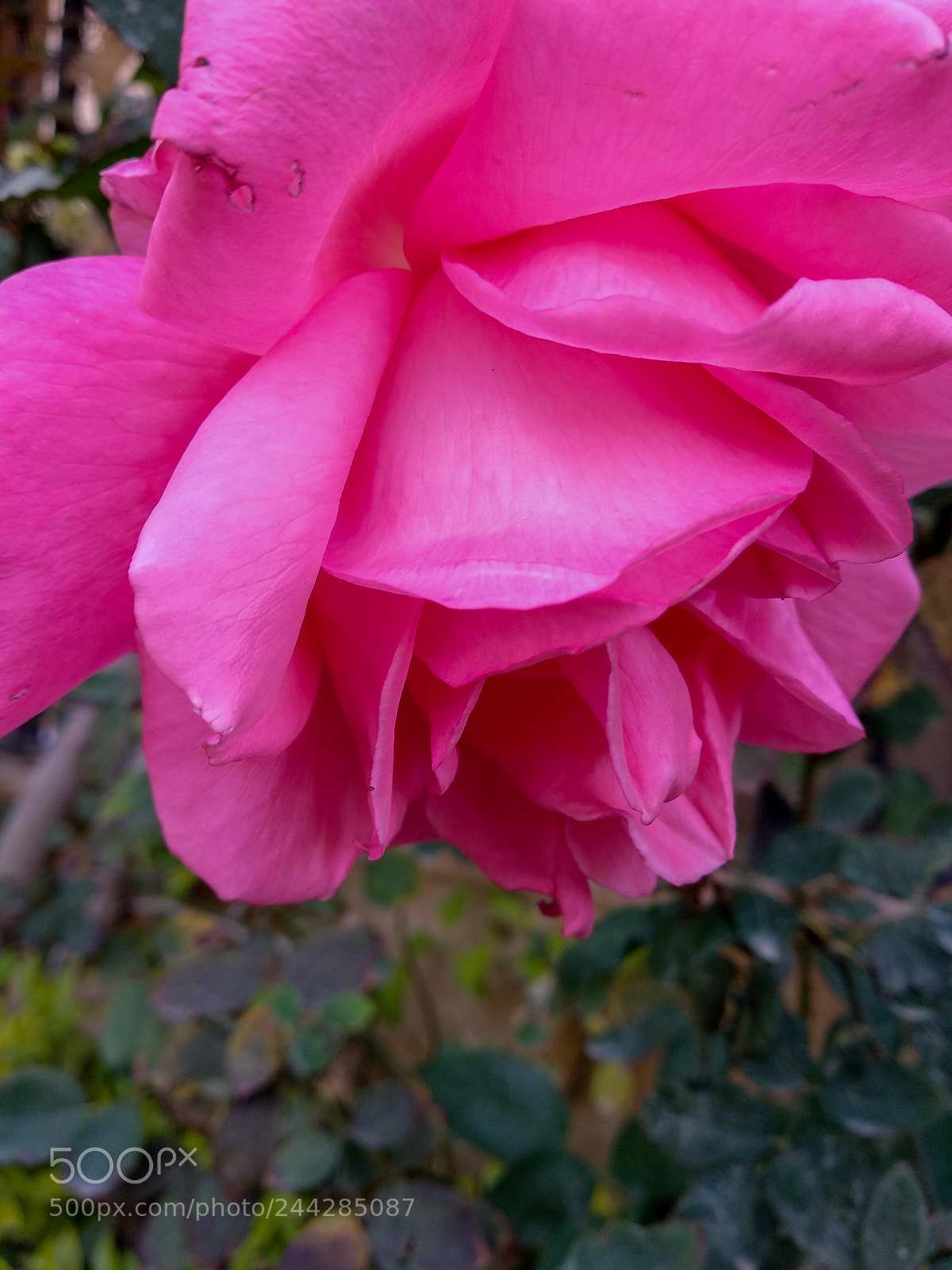 Xiaomi Mi A1 sample photo. Rose flower photography