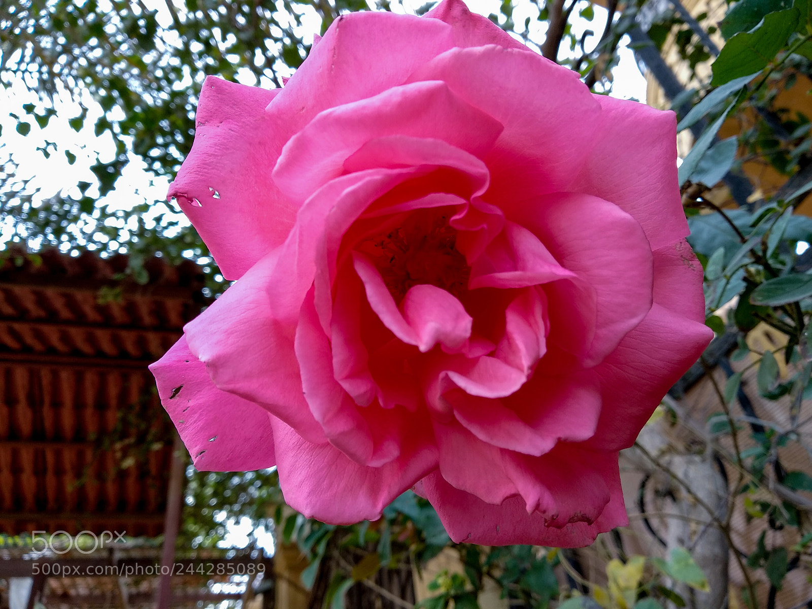 Xiaomi Mi A1 sample photo. More details photography