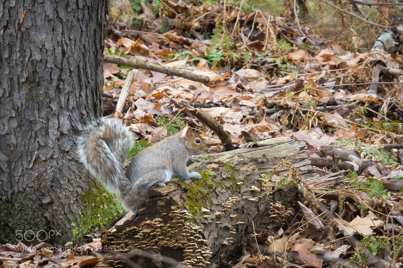 Nikon D7100 sample photo. Winter walk photography