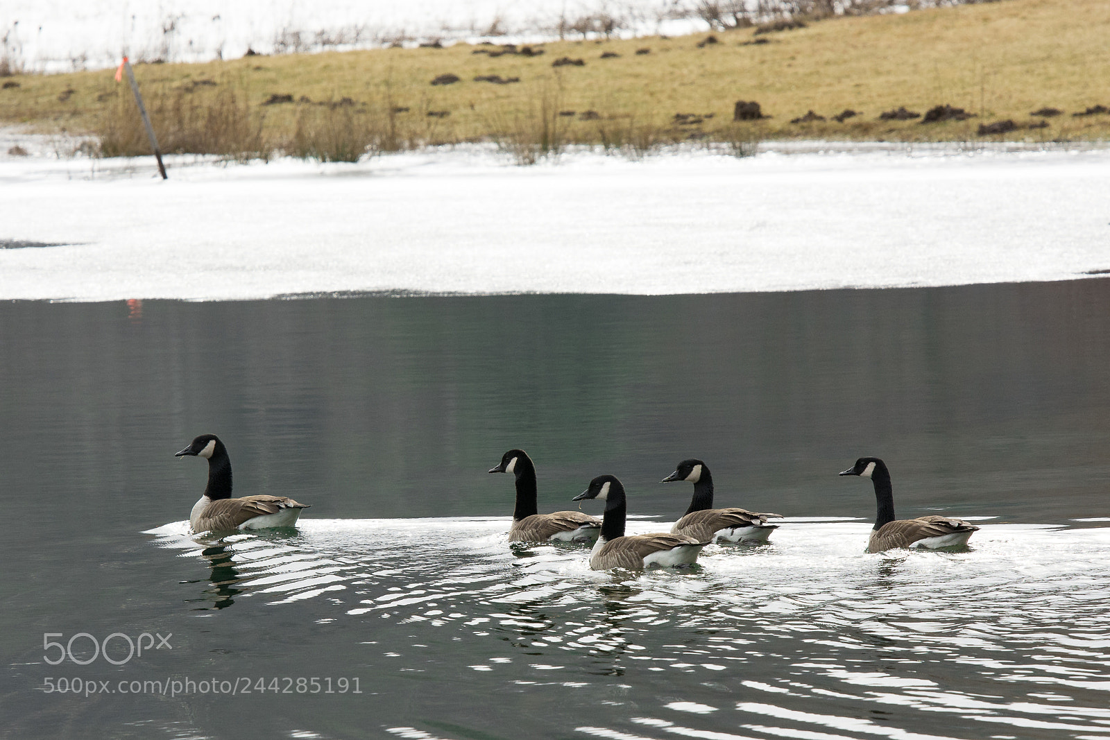 Nikon D7100 sample photo. Winter walk photography