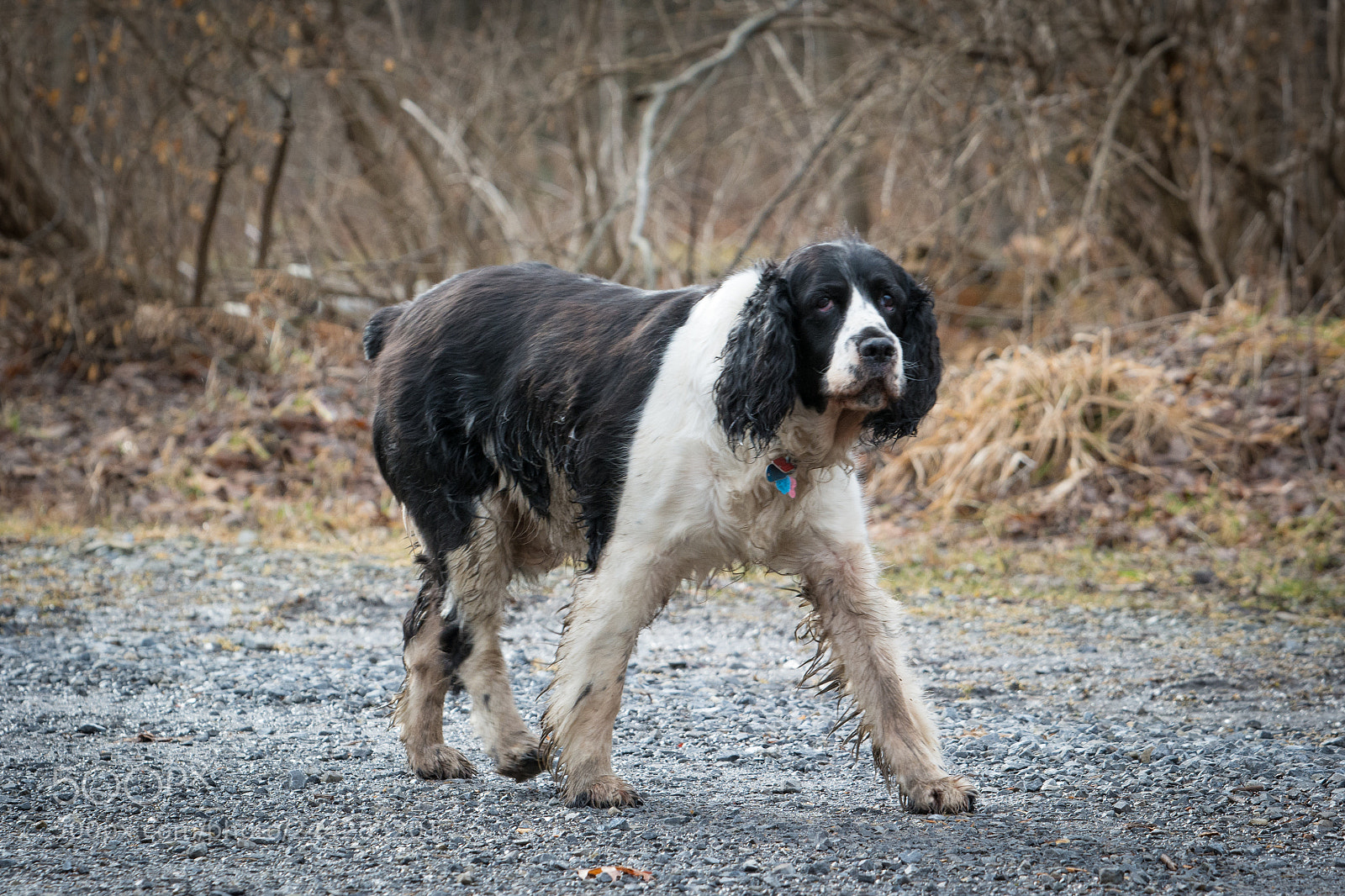Nikon D7100 sample photo. Winter walk photography