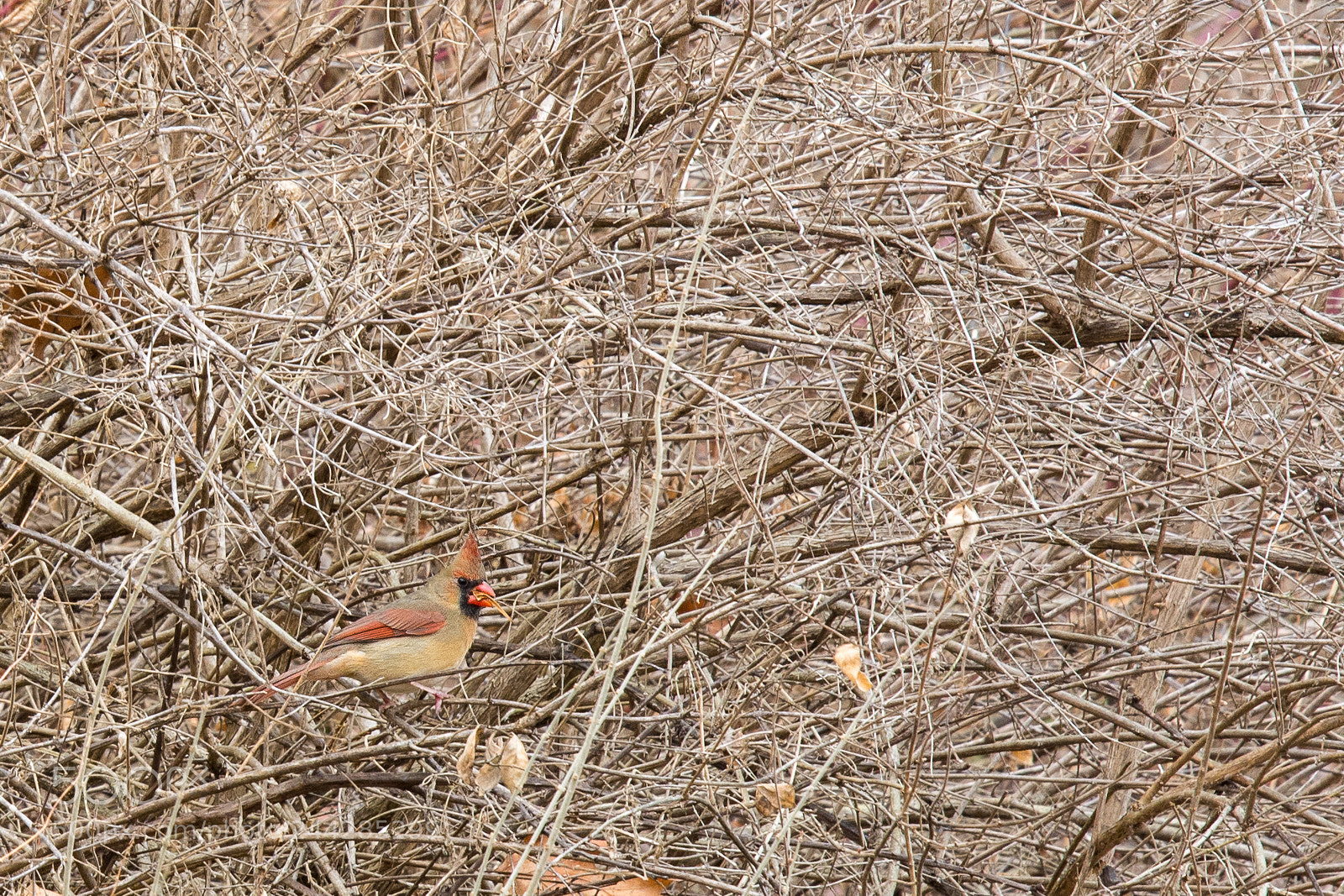 Nikon D7100 sample photo. Secret cardinal photography