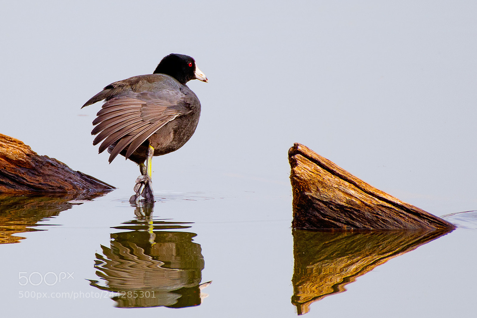 Nikon D500 sample photo. Coot photography