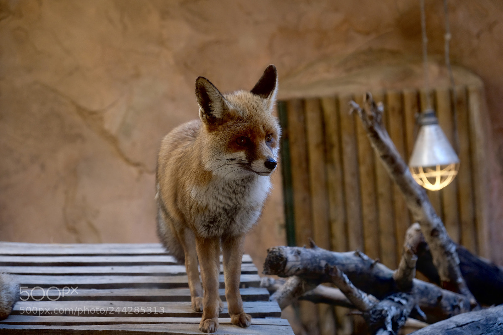 Fujifilm X-T20 sample photo. Foxy photography