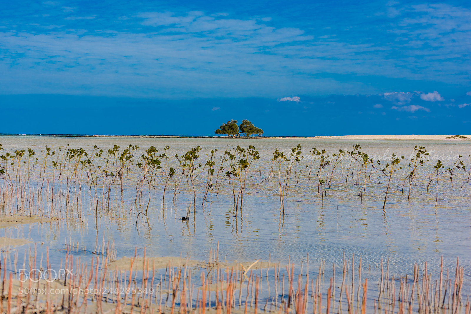 Nikon D810 sample photo. Mangrove garden photography