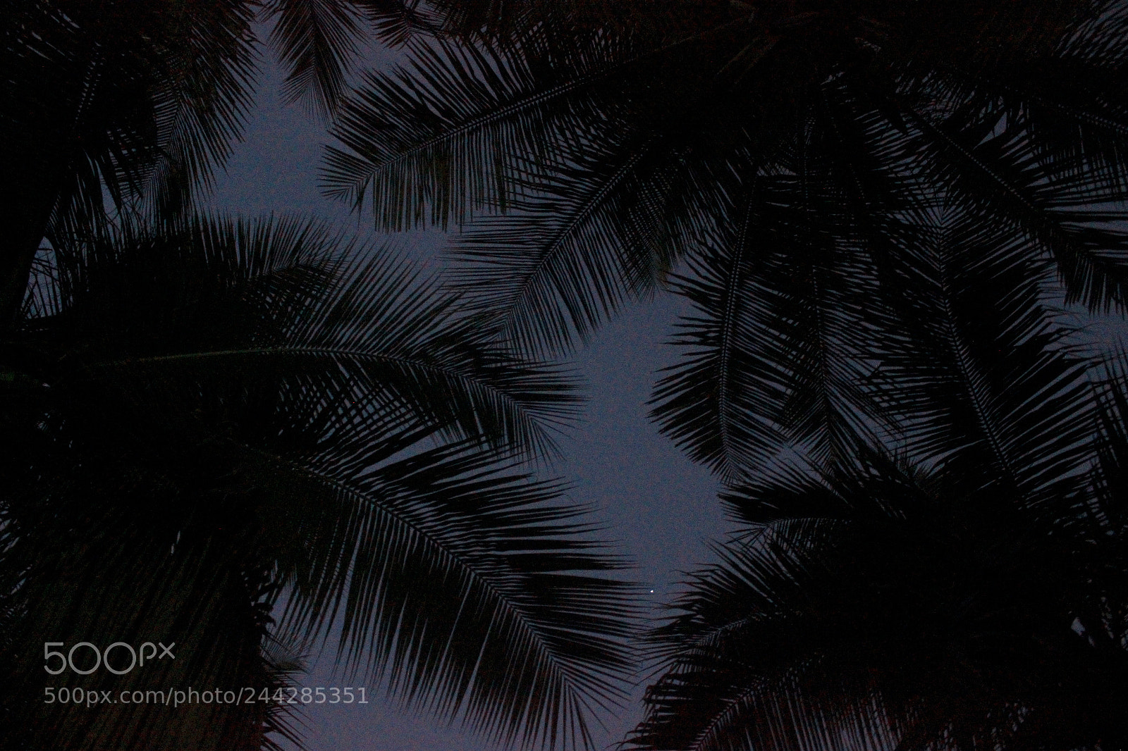 Canon EOS 600D (Rebel EOS T3i / EOS Kiss X5) sample photo. Palm trees and stars photography