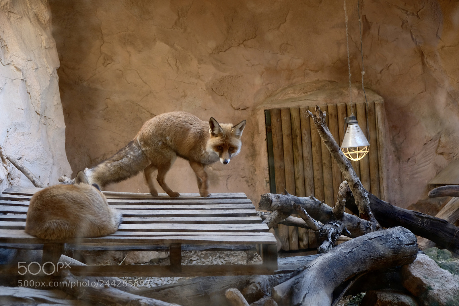 Fujifilm X-T20 sample photo. Foxy photography