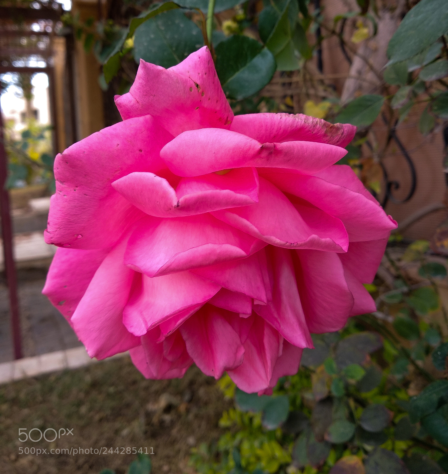 Xiaomi Mi A1 sample photo. Another composition photography