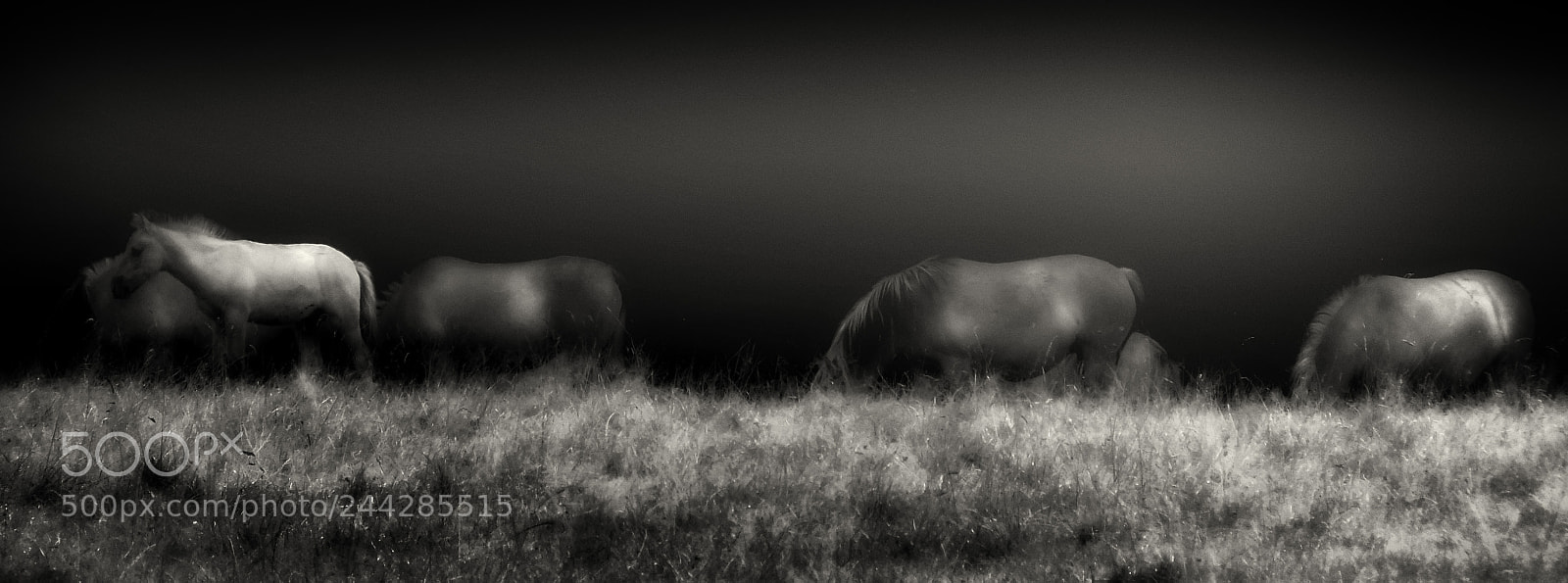 FujiFilm FinePix HS20 EXR (FinePix HS22 EXR) sample photo. Horses photography