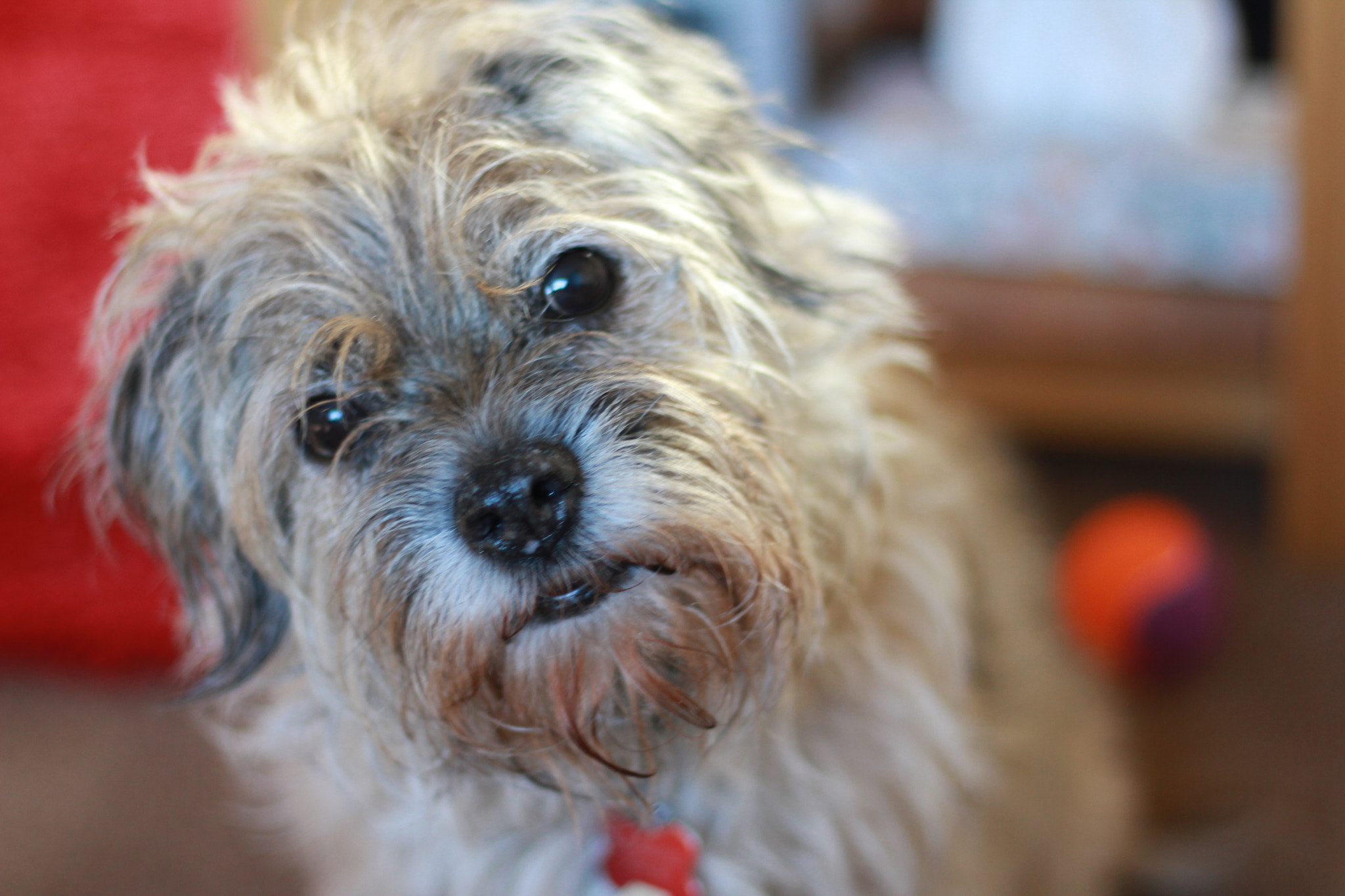 Canon EOS 550D (EOS Rebel T2i / EOS Kiss X4) + Canon EF 50mm F1.8 STM sample photo. Millie photography