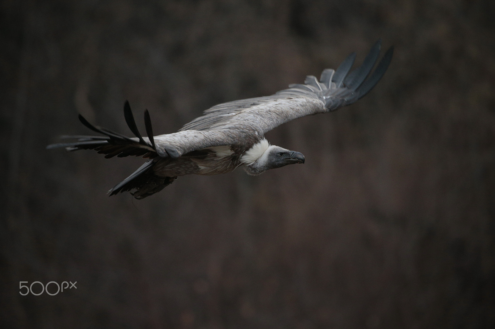 Canon EOS-1D X sample photo. Golden griffon potter's team  :)) photography