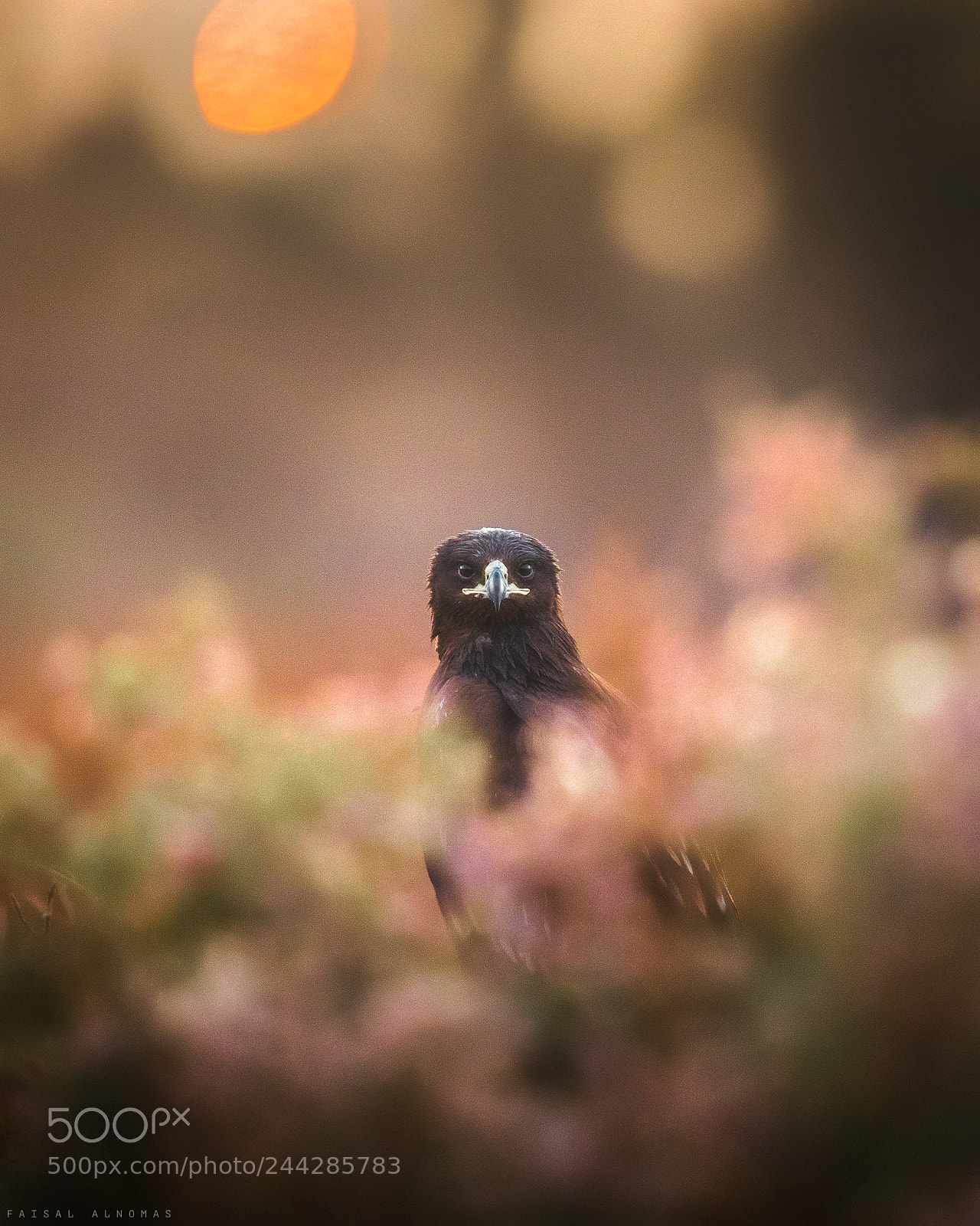 Canon EOS-1D X Mark II sample photo. Between the colors photography