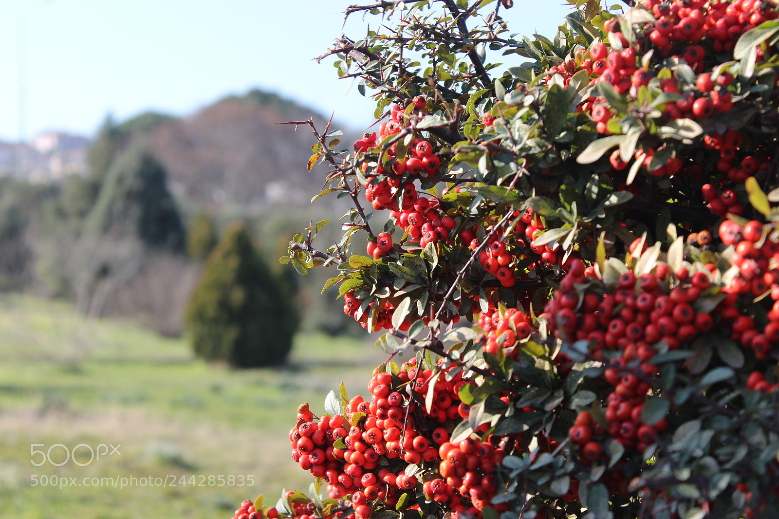 Canon EF-S 18-55mm F3.5-5.6 III sample photo. Img photography