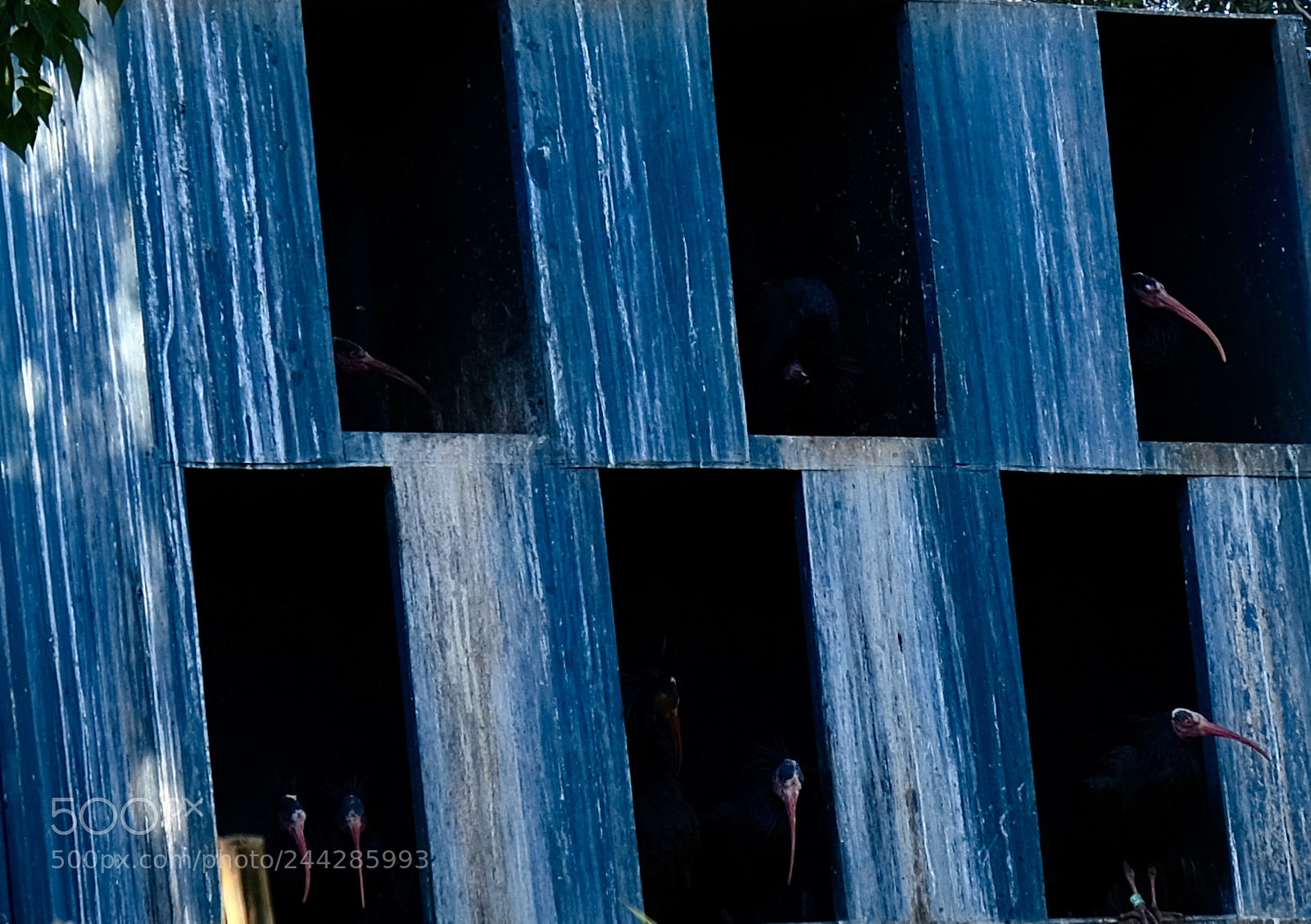 Fujifilm X-T20 sample photo. Bird’s house photography