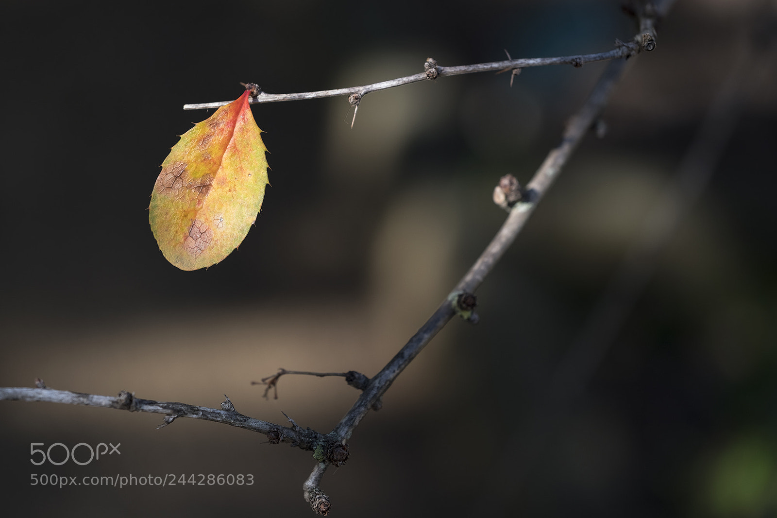 Fujifilm X-T2 sample photo. Folha_01 photography