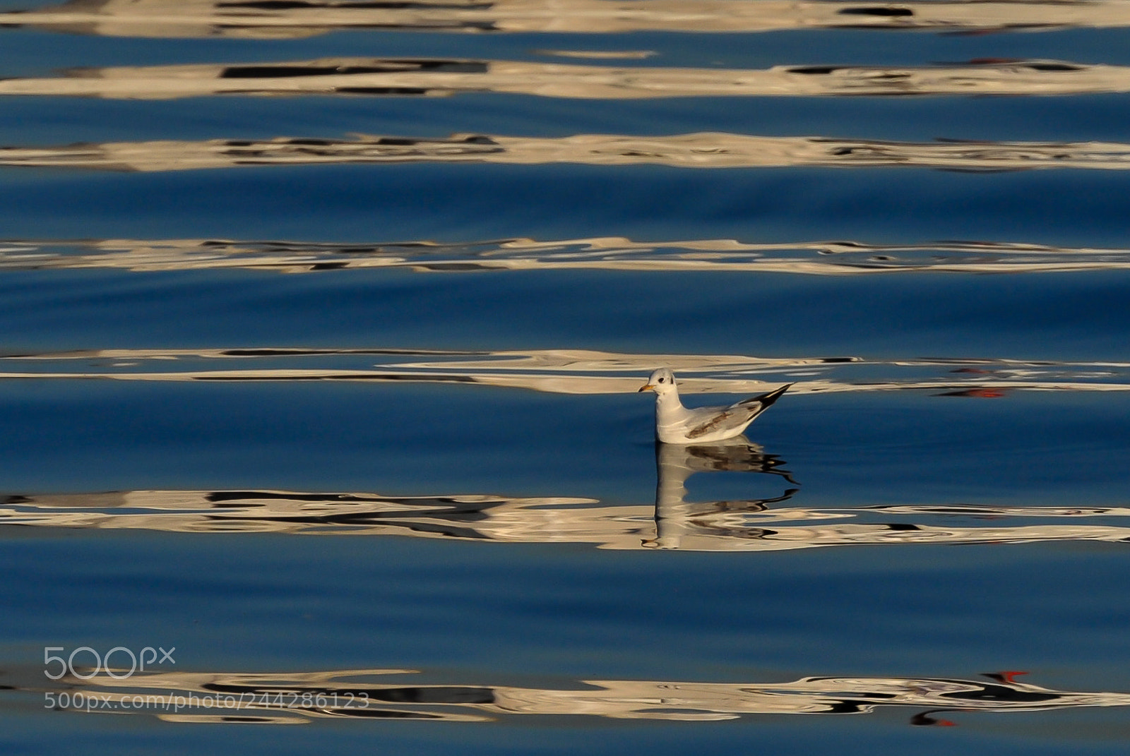 Nikon D3 sample photo. Mouette solitaire photography