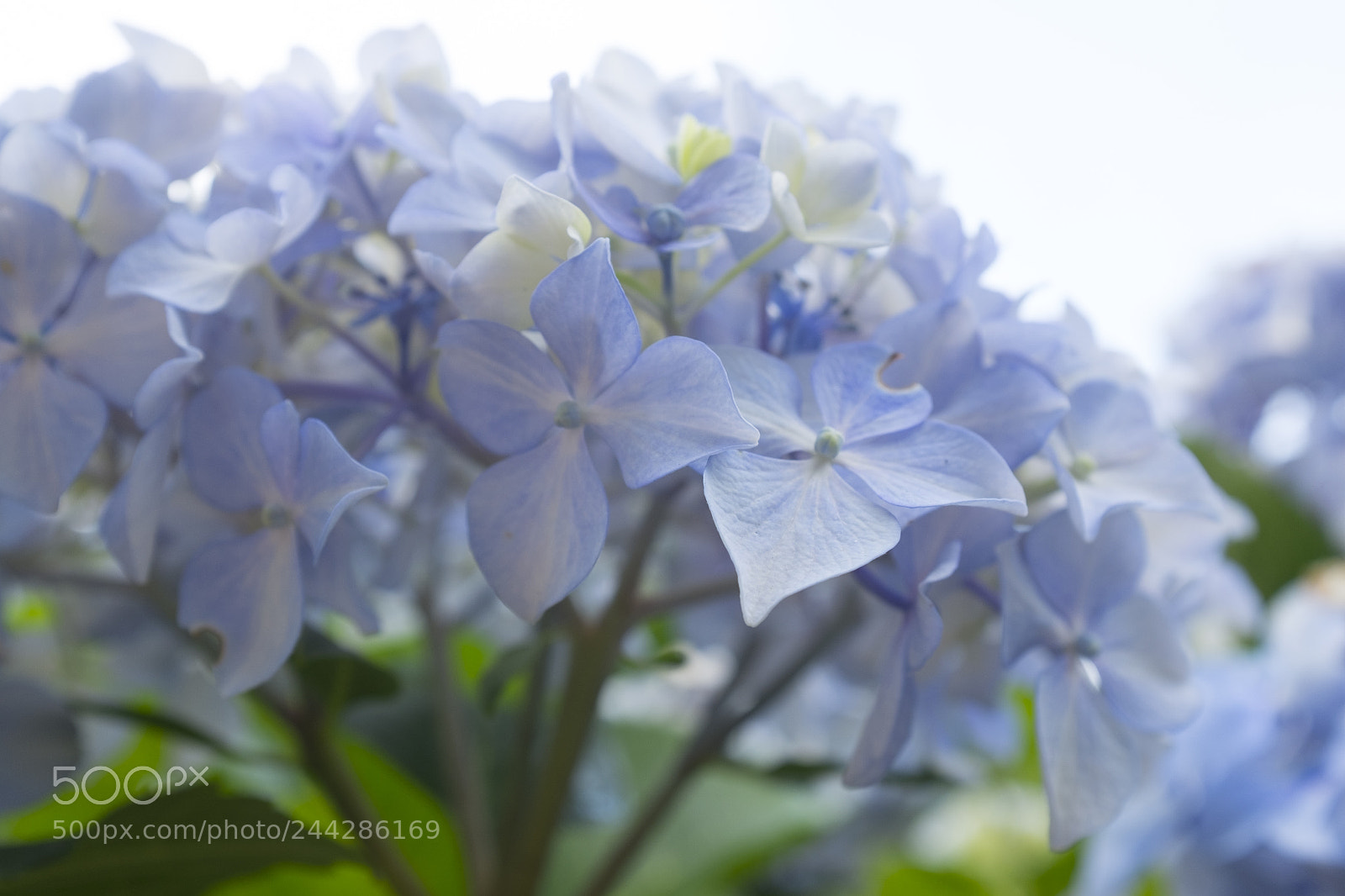 Fujifilm X100T sample photo. Azul photography