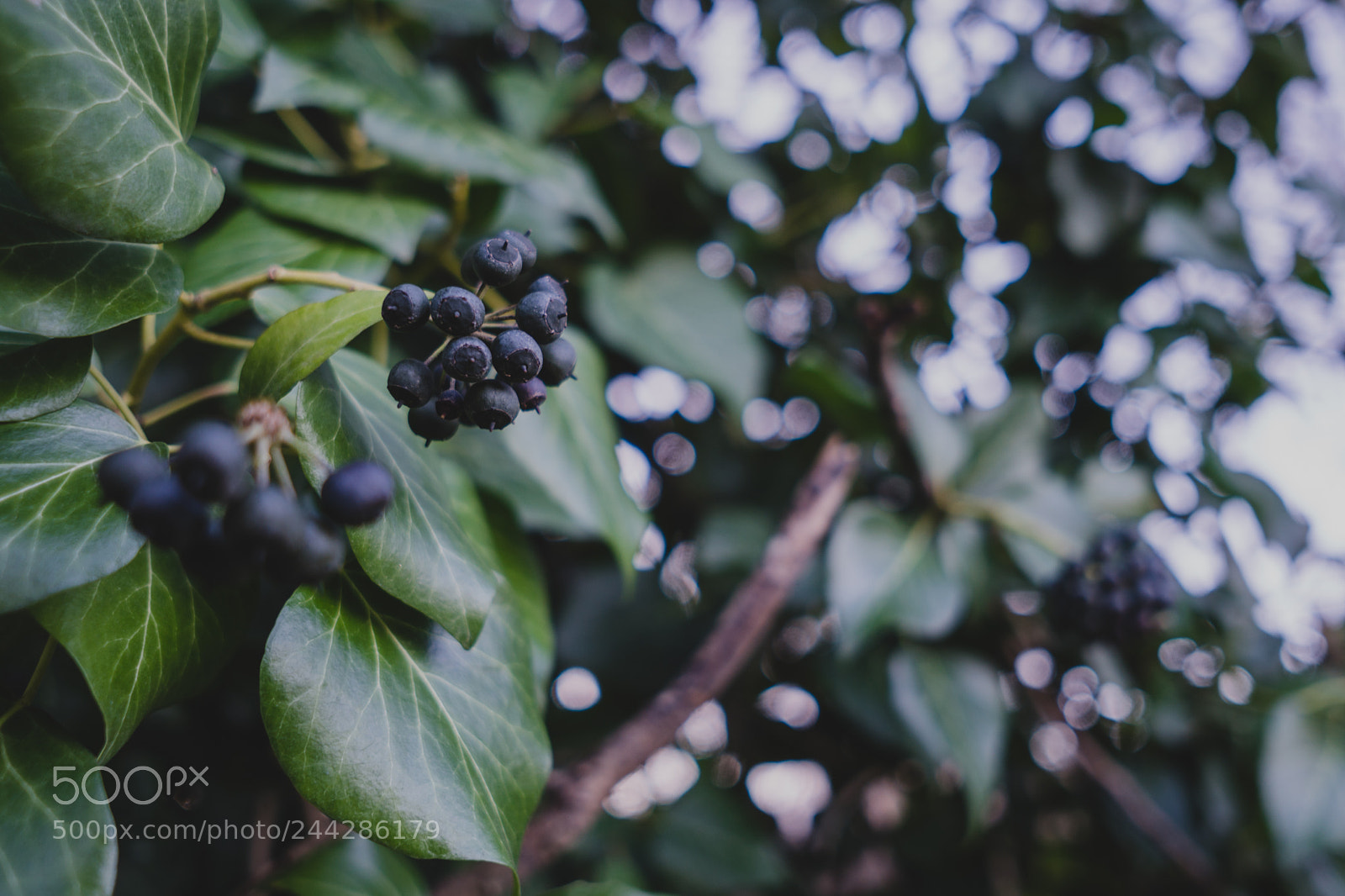 Sony a6300 sample photo. Mother nature close shots photography