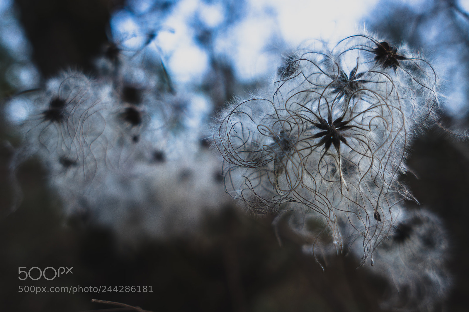 Sony a6300 sample photo. Mother nature close shots photography