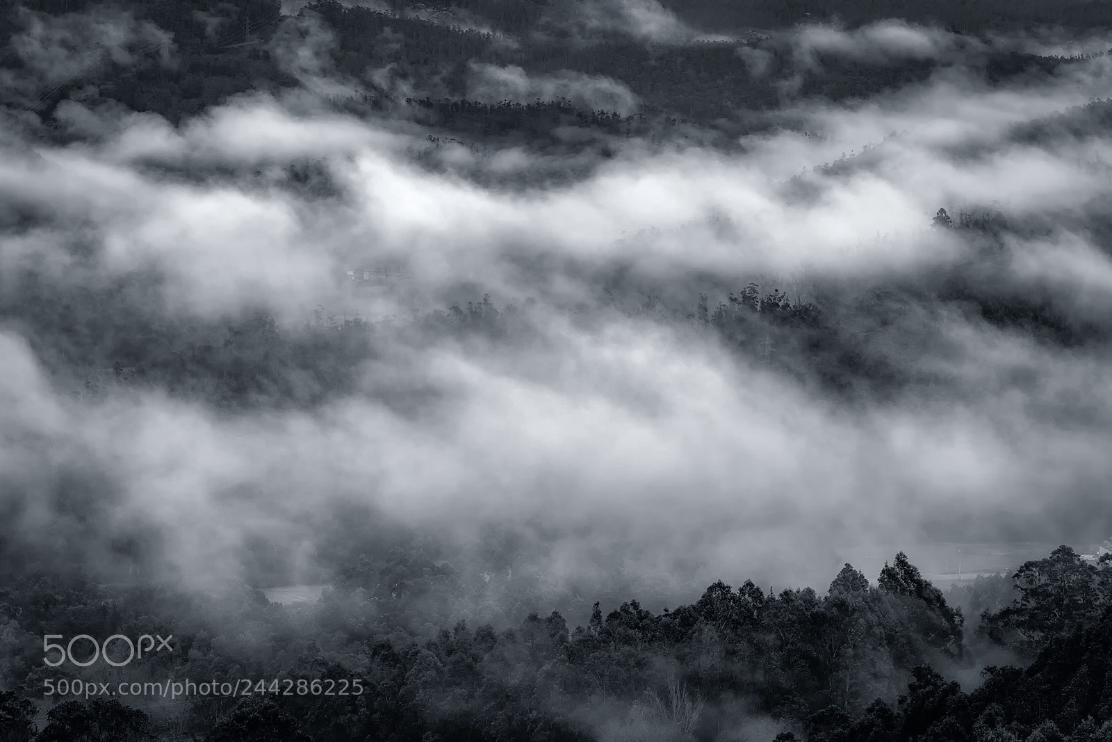 Nikon D850 sample photo. Magic fog photography