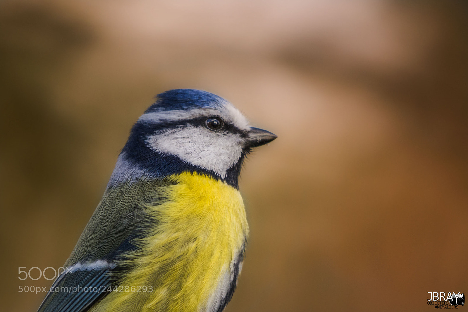 Nikon D7200 sample photo. Blue tit portrait photography