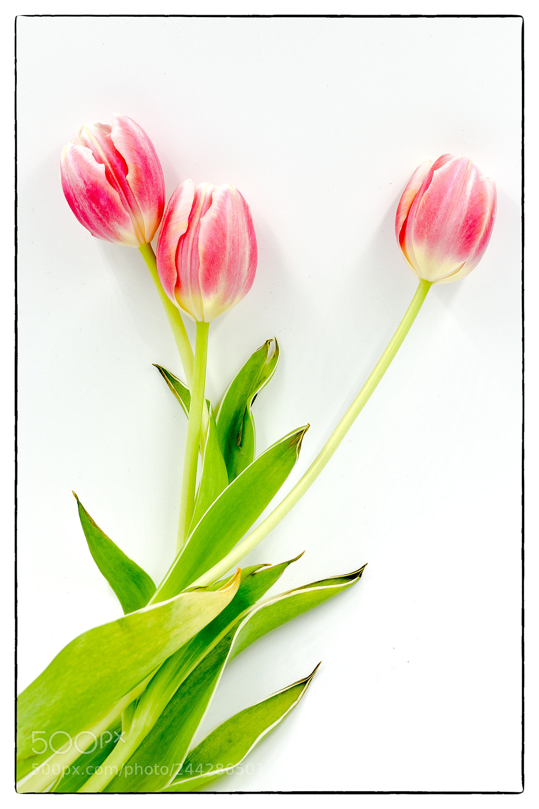 Nikon D7200 sample photo. Tulpen photography