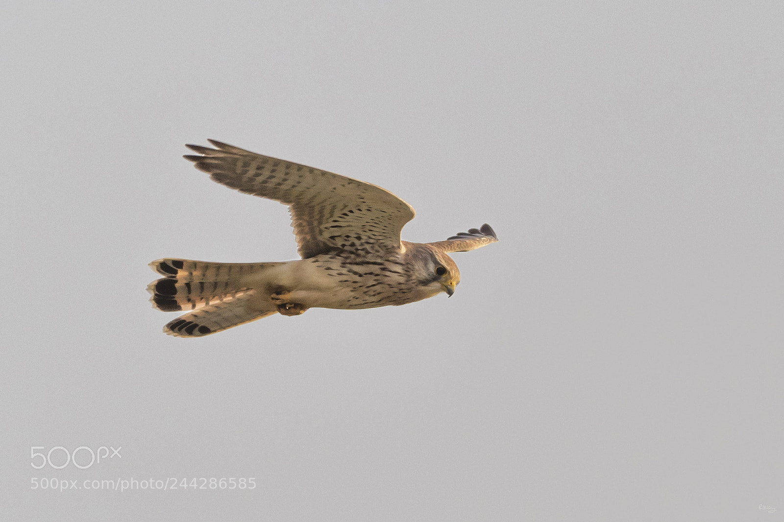 Olympus OM-D E-M1 Mark II sample photo. Common kestrel photography
