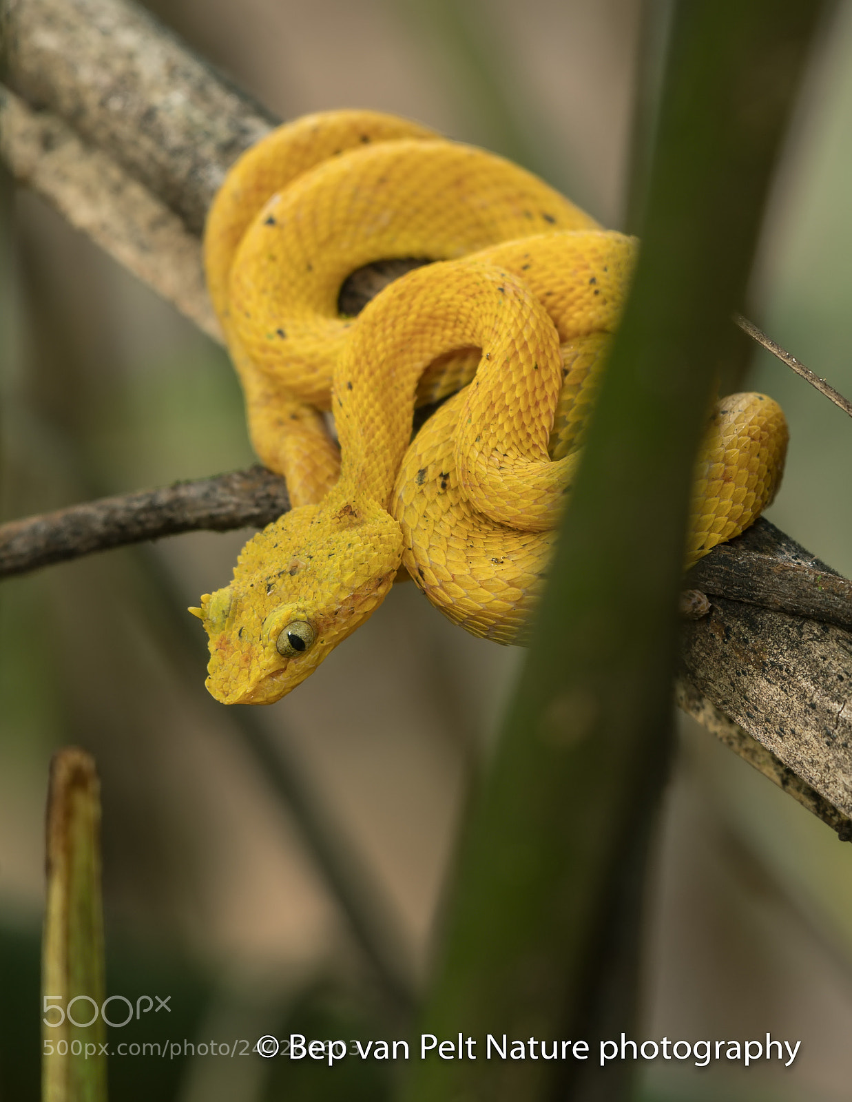 Nikon AF-S Nikkor 200-500mm F5.6E ED VR sample photo. Young yellow palm viper photography