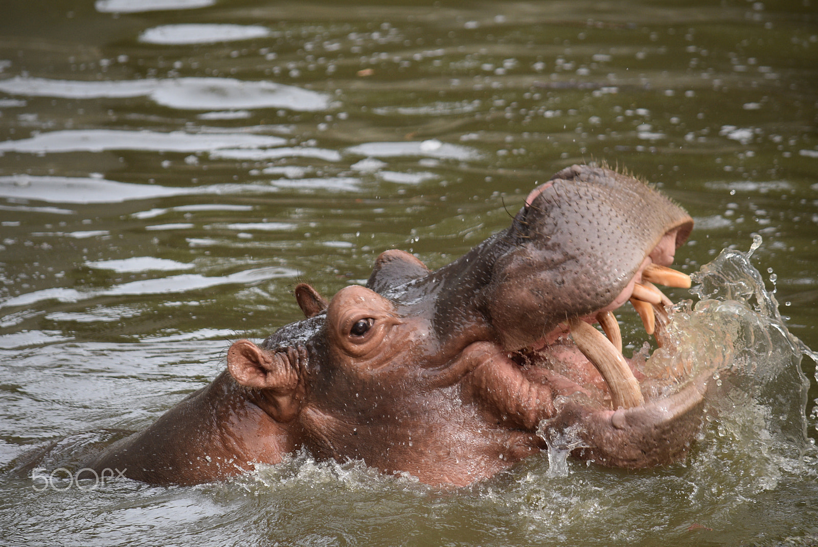 Nikon D5500 sample photo. Angry hippopotamus photography
