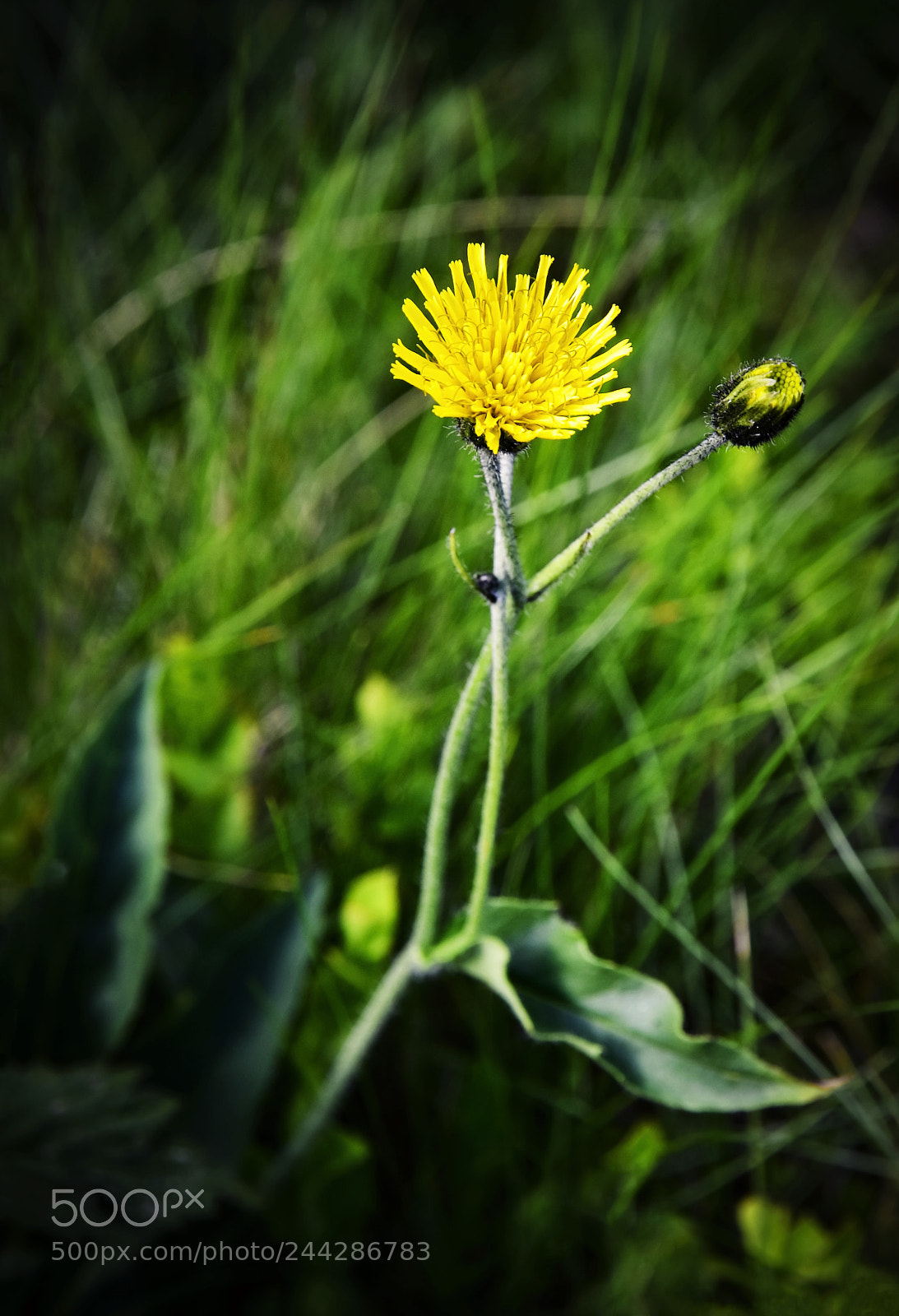 Nikon D5500 sample photo. Yellow flower on a photography