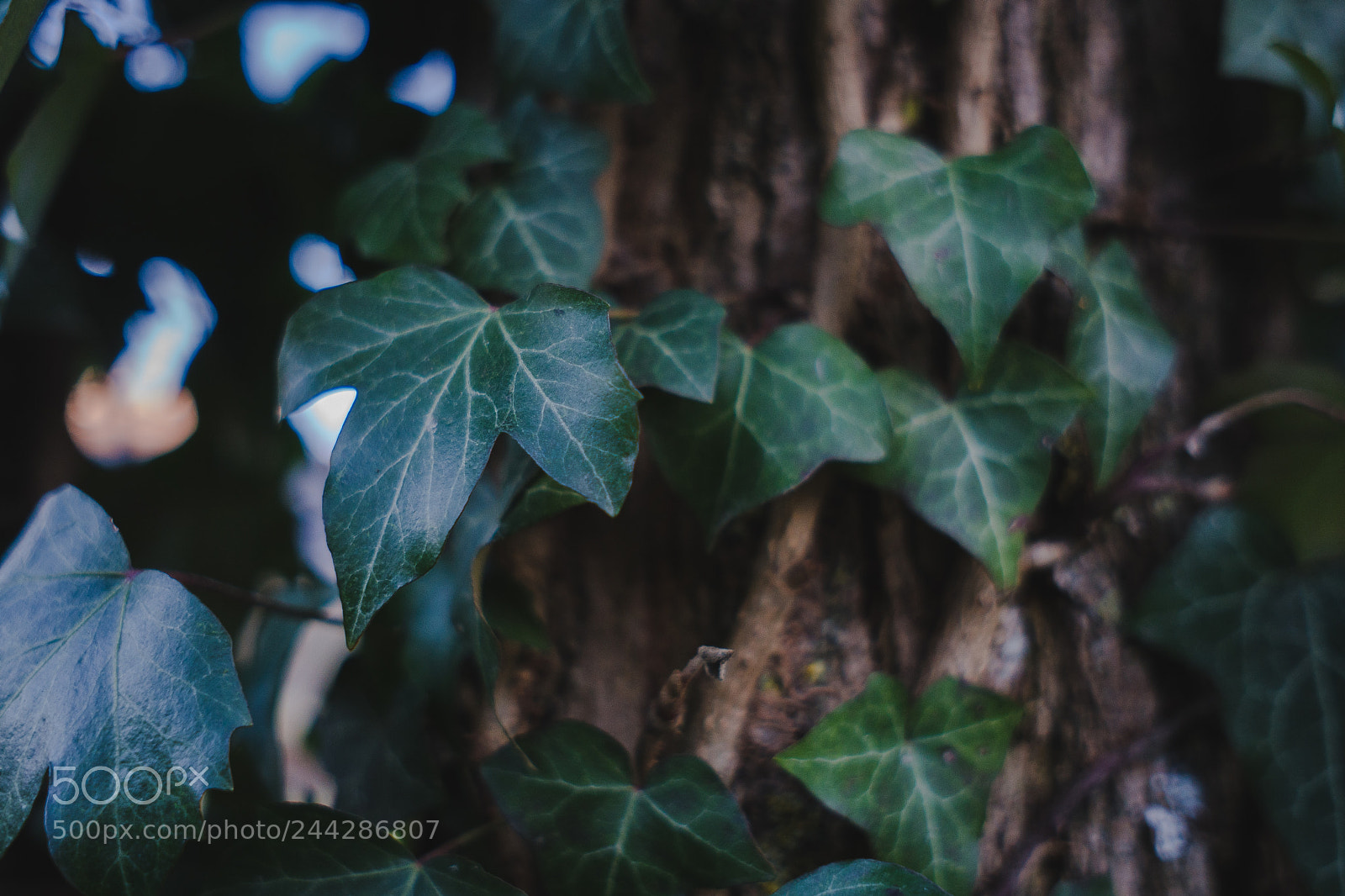 Sony a6300 sample photo. Mother nature close shots photography