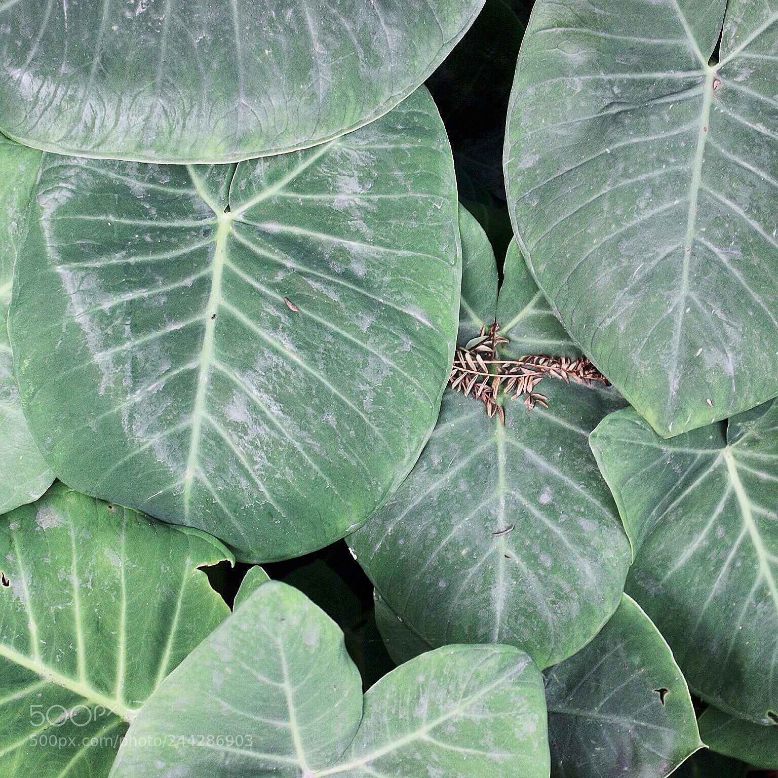 Canon EOS 600D (Rebel EOS T3i / EOS Kiss X5) sample photo. Untitled photography