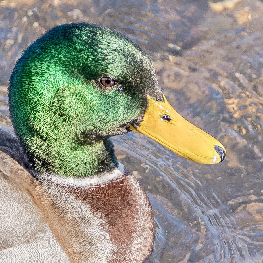 Sony a7R III sample photo. Duck daze photography