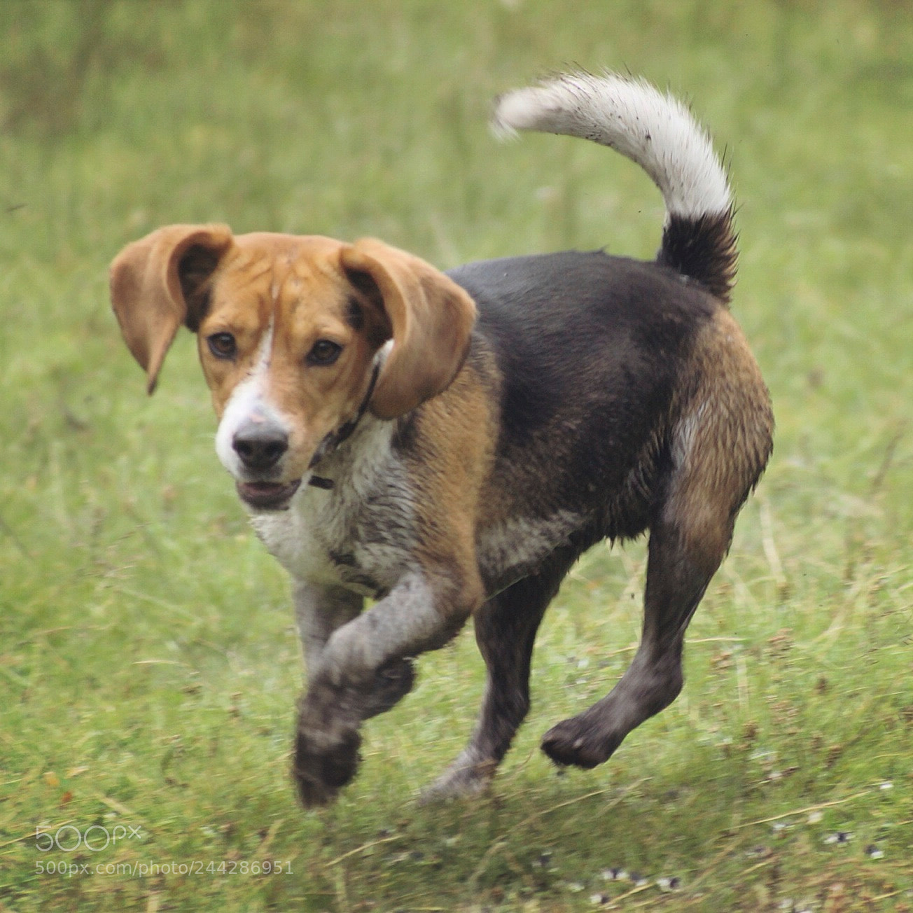 Canon EOS 600D (Rebel EOS T3i / EOS Kiss X5) sample photo. Beagle photography