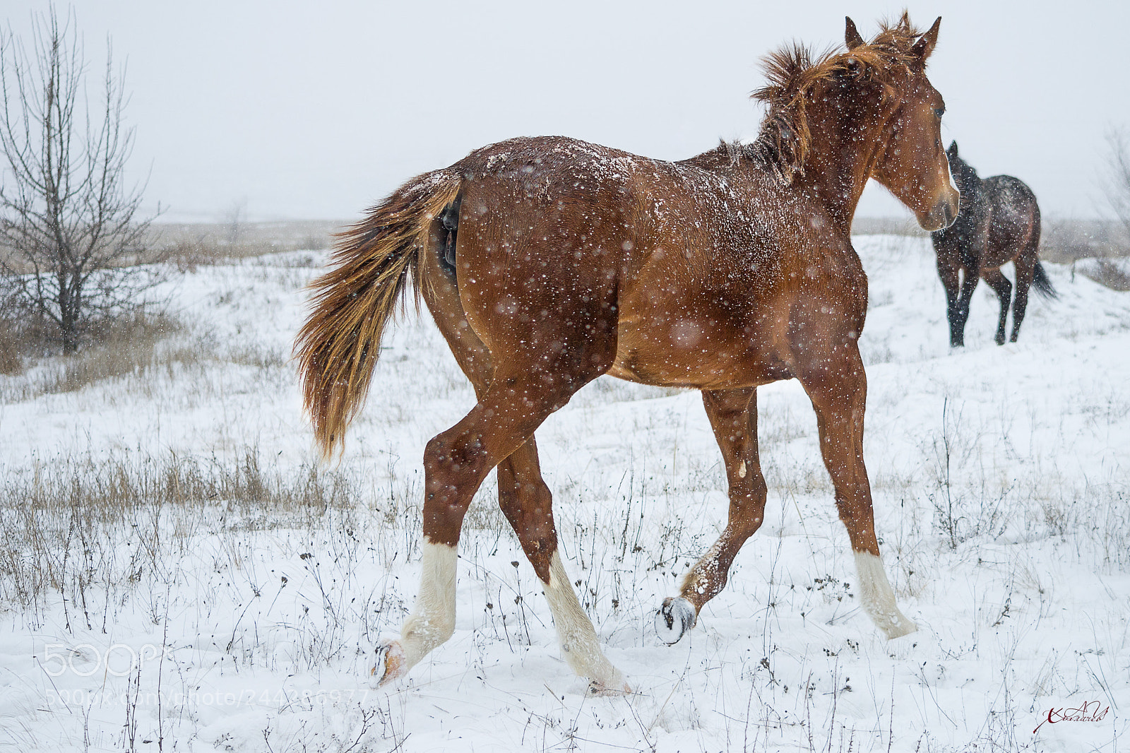Nikon D3100 sample photo. как смарт объект photography