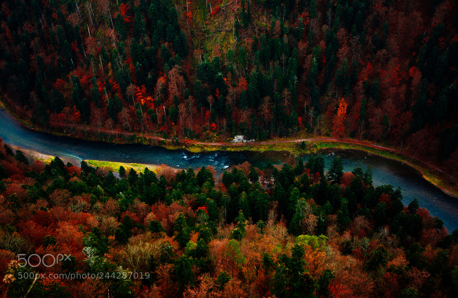 Nikon D7100 sample photo. Trees of color photography