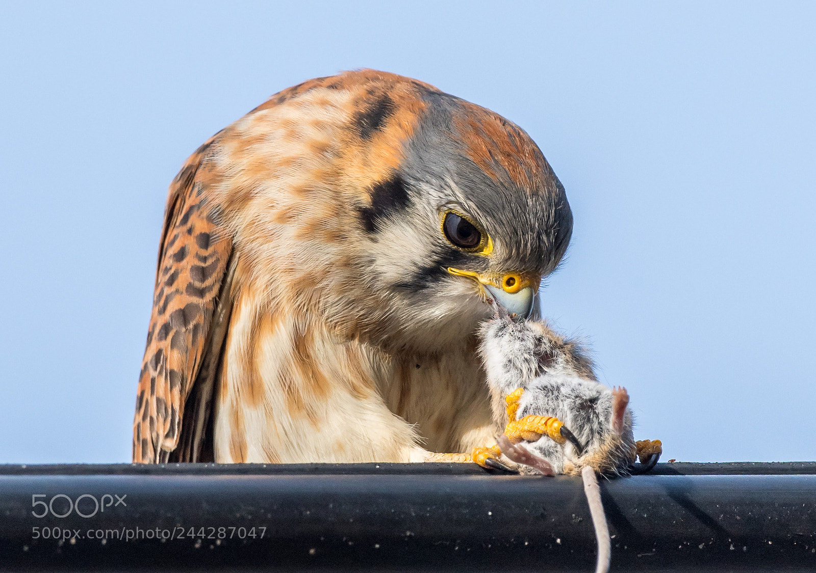 Nikon D5 sample photo. American kestral feeding photography