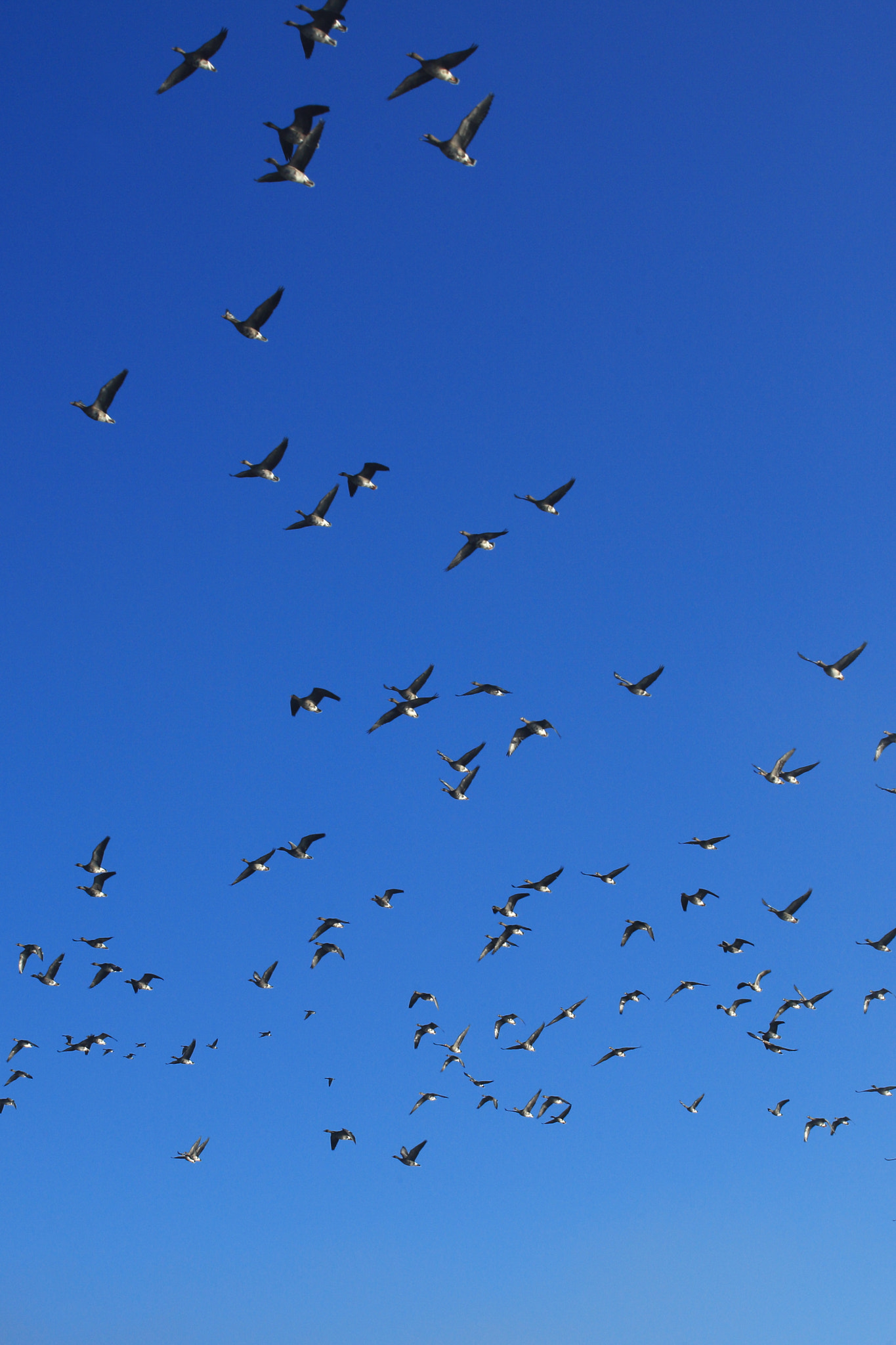 Canon EOS-1D Mark III + Canon EF 70-200mm F2.8L USM sample photo. Wild geese with blue sky photography
