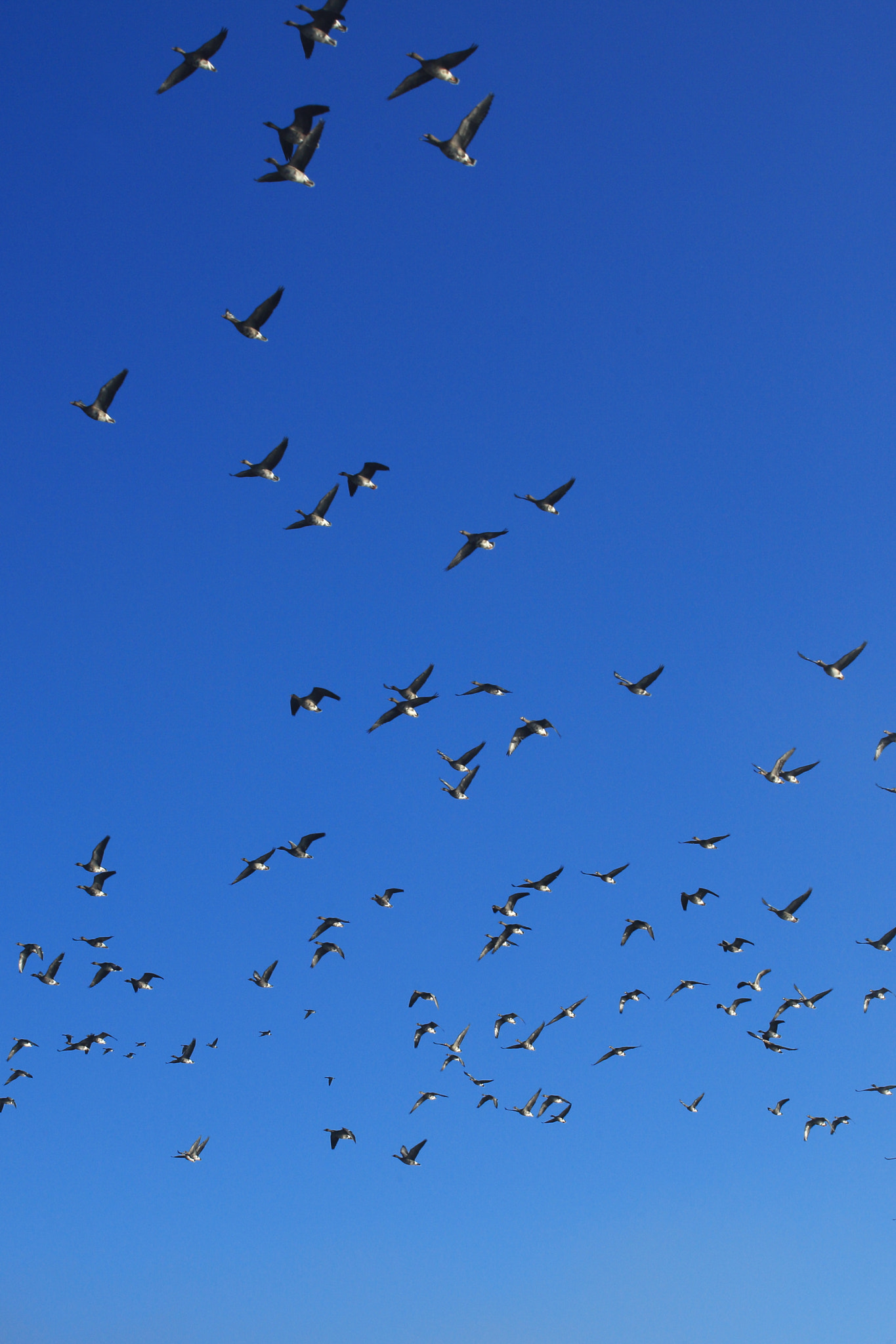 Canon EF 70-200mm F2.8L USM sample photo. Wild geese with blue sky photography
