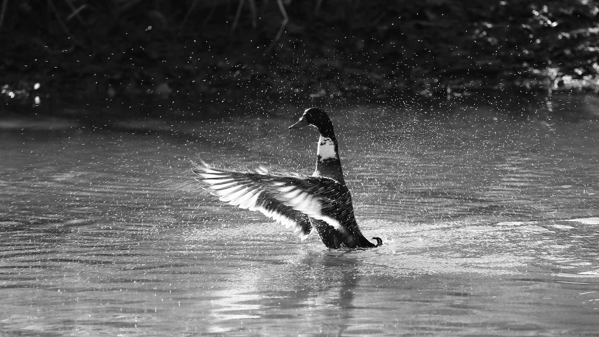 Canon EOS 600D (Rebel EOS T3i / EOS Kiss X5) + Canon EF 70-200mm F4L USM sample photo. Duck photography