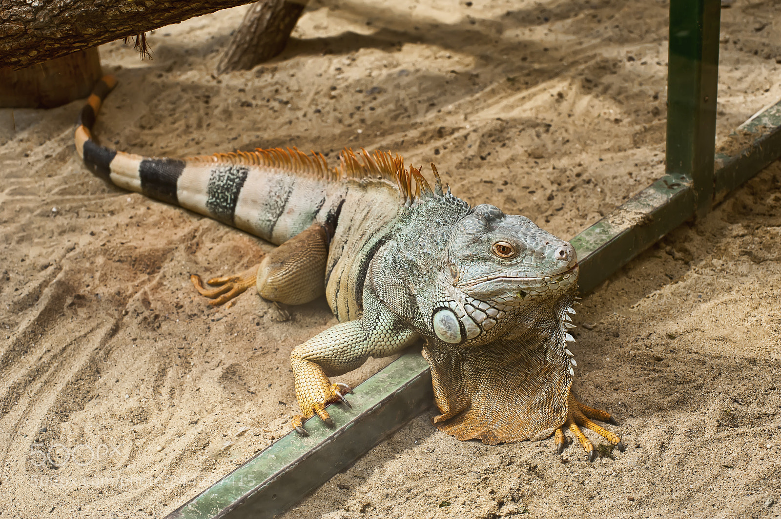 Nikon D700 sample photo. Iguana photography