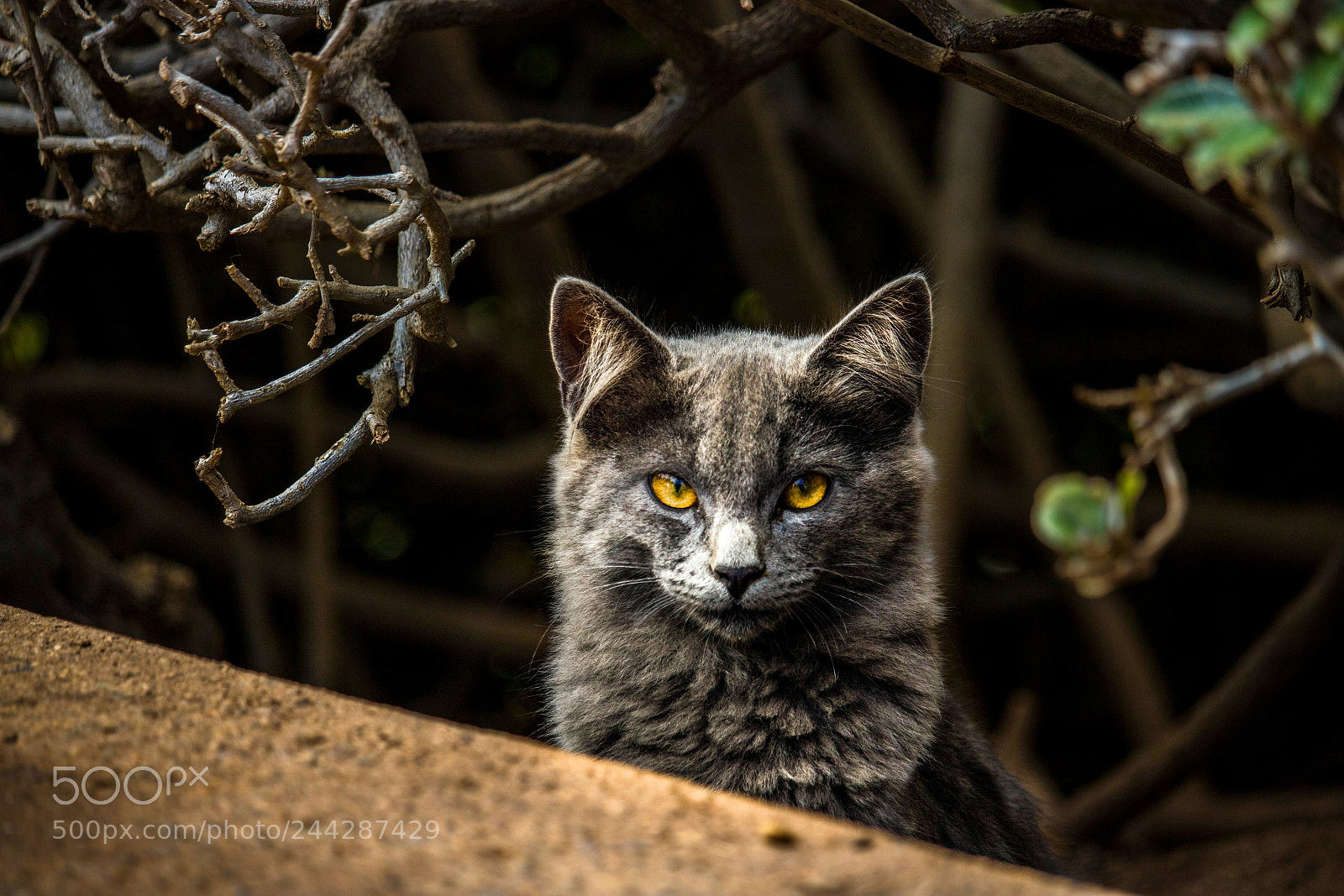 Canon EOS 750D (EOS Rebel T6i / EOS Kiss X8i) sample photo. Kitten photography